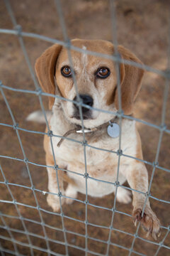 Sweet beagle behind a fence