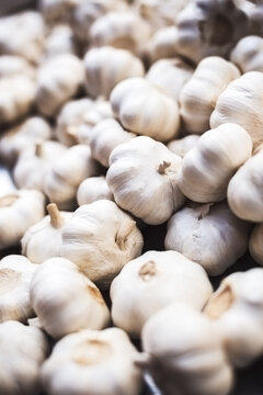 Garlic
