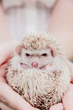 cute hedgehog