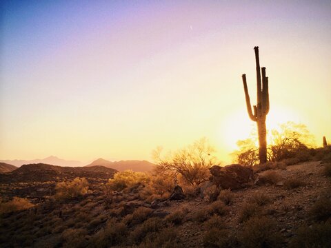 Cactus in Phoenix, Arizona
