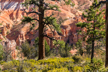 Hoodoos of Fairyland Framed By Pondersa Pine Trees,Bryce Canyon National Park, Utah, USA