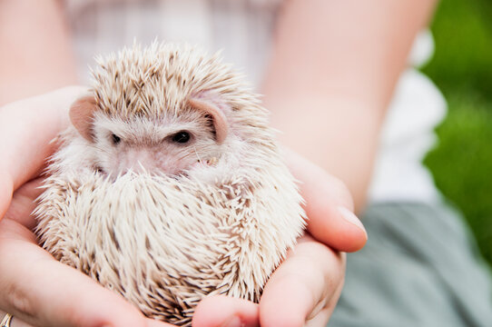 cute hedgehog