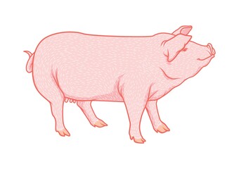 Pig