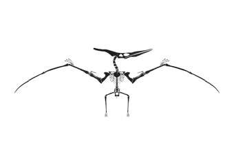 Pteranodon © captainvector