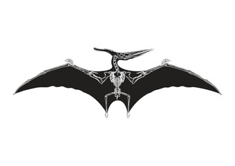 Pteranodon © captainvector