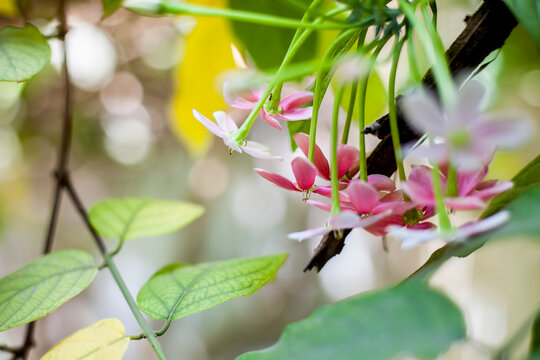 Shot of fresh flowers of Chinese honeysuckle or Rangoon creeper or Madhumalti with blurred background.