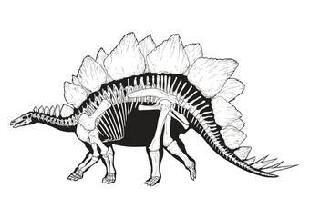 Stegosaurus © captainvector