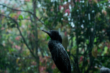 Glooming Cormorant in the middle of storm
