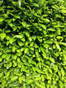 Green leaves of laurel bush