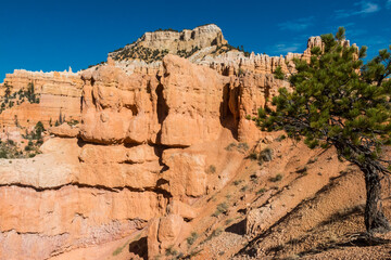 Fototapeta premium Pinyon Pines and Hoodoos of Fairyland,Bryce Canyon National Park, Utah, USA