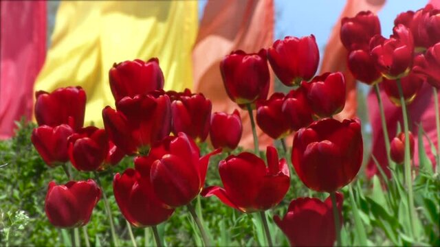Close up of red tulips opposite colorful flags in the wind. Outside.
