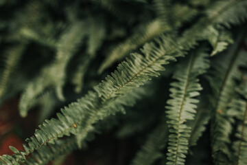 green fern leaves with natural green blurred background