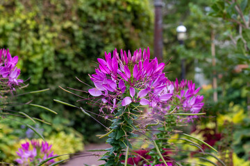 Close up view of a bright pink cleome flowers in a sunny outdoor ornamental butterfly garden. Also called spider flowers or bee plants.