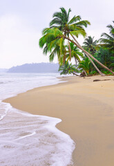 palm trees on the beach