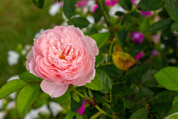 Close up macro texture views of a beautiful pink cabbage rose (rosa centerfolia) flower in a sunny...