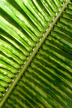 Close up of Plam tree fronds, patterns and symetry