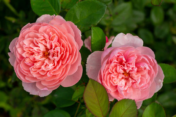 Close up macro texture views of beautiful pink cabbage rose (rosa centerfolia) flowers in a sunny...