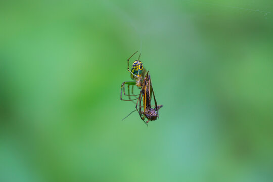 Spider feeding on an insect that's trapped in the spider's web