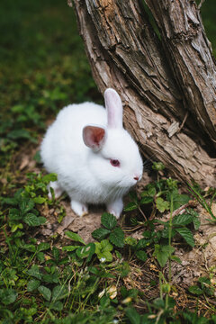 White Baby Rabbit On The Grass