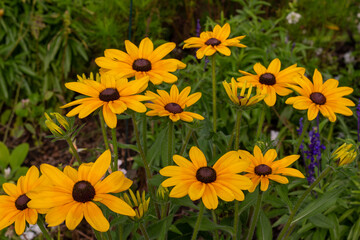 Close up view of bright yellow coneflowers in a sunny outdoor ornamental butterfly garden 