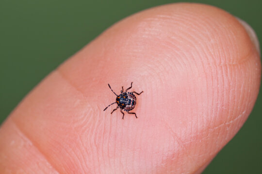 Green stink bug hatchling on tip of finger