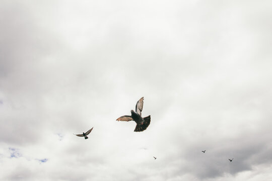 Pigeon flying against cloudy sky background