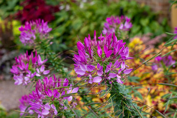 Close up view of a bright pink cleome flowers in a sunny outdoor ornamental butterfly garden. Also called spider flowers or bee plants.