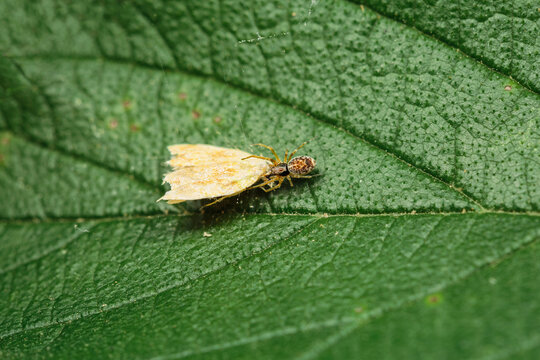 Spider with a captured moth