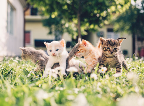 Adorable Kittens