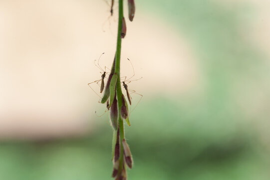 Two Bugs Meet on a Stem