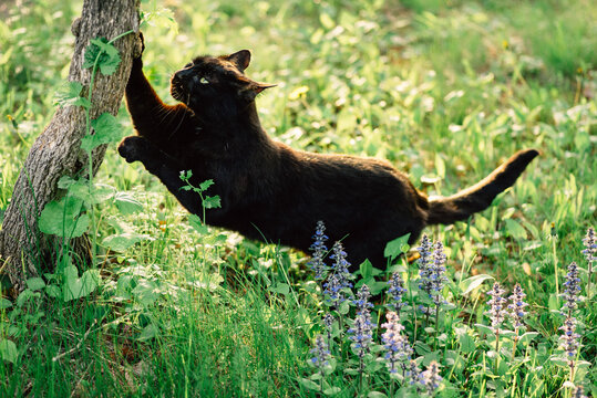 black cat scratching the trunk of a tree