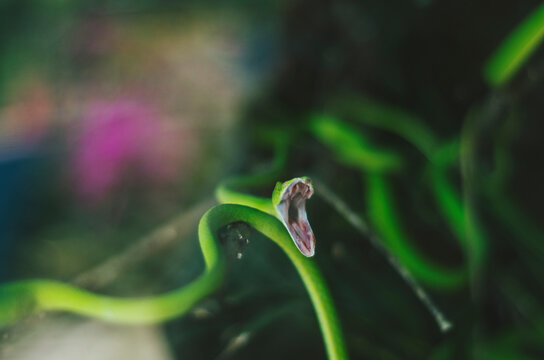 Captive snake yawning