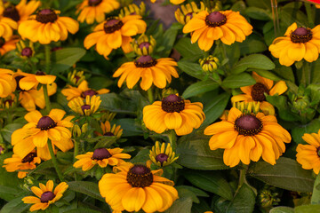 Close up view of bright yellow coneflowers in a sunny outdoor ornamental butterfly garden 