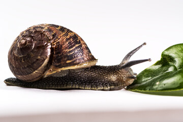 Garden Snail crawling towards green leaf on hite background