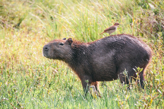 Capybara on a grass field with a bird on his back