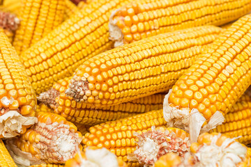 Autumn yields plenty of golden corn