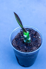 Close up view of a newly propagated plumeria (frangipani) stem slip in soil
