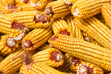 Fototapeta na wymiar Autumn yields plenty of golden corn