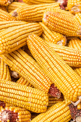 Plakat Autumn yields plenty of golden corn