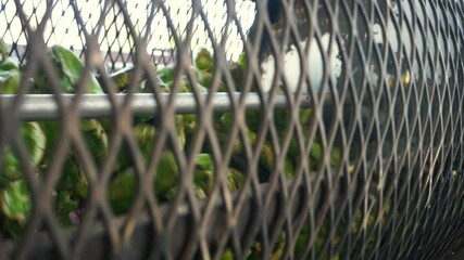 Roasting green chile. A metal drum spins in slow motion cooking the chili peppers. Hatch green chile is a staple of New Mexico agriculture, food, and cooking. 