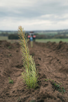 Eucalyptus Seedling Planted on a Farm
