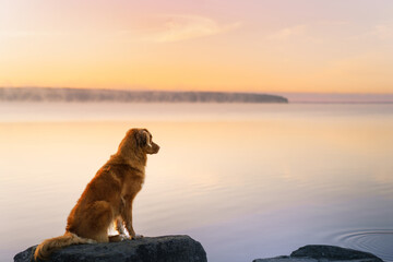 dog at sunrise. Nova Scotia Duck Tolling Retriever in the morning at lake