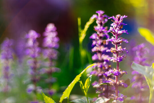 wild bugleweed flowers in evening light