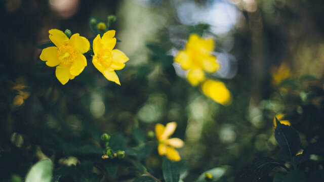 Blurry shot of Hypericum perforatum bush in bloom