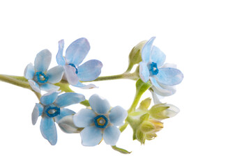 Fototapeta na wymiar blue oxypetalum flowers isolated