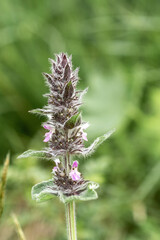 Summer flowering of herbs and plants in mountain meadows variety of all colors and colors, adventures in the world of nature.