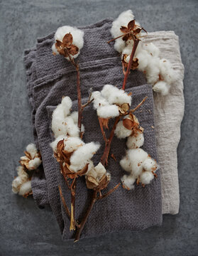 Still Life of cotton plant