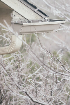 Frozen Barren Tree Branches Under Rain Gutter