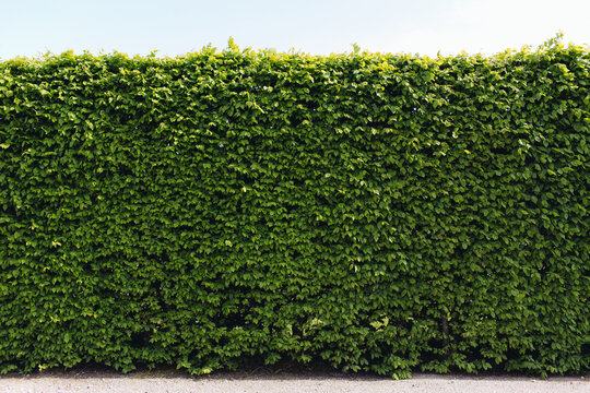 grass wall pattern background