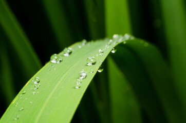 green grass with dew drops